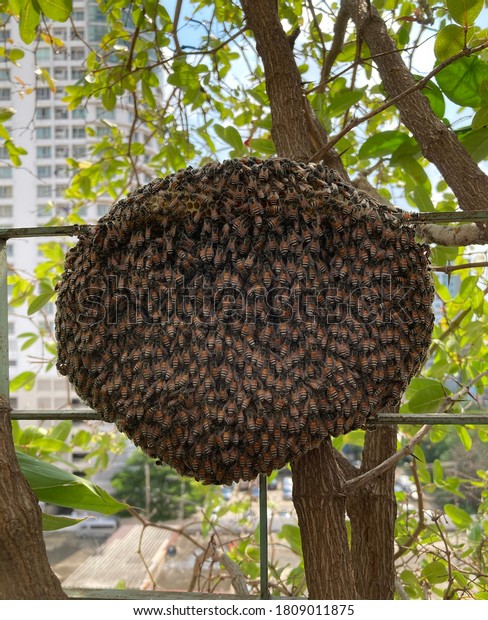 Bees\
nest on iron fences in the rainy season at\
Thailand.