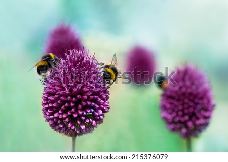 Bees on Allium sphaerocephalon.  Allium Drumstick, also known as sphaerocephalon, produces two-toned, Burgundy-Green flower heads.  The flowers open green, then start to turn purple.
