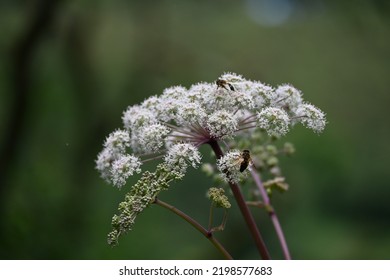 Bees On An Angelica Flower On A Summers Day