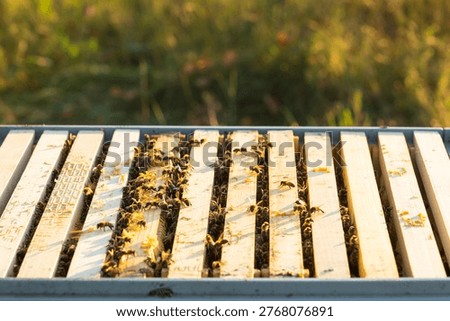 Bees on beehive frame, bee colony inspection, organic honey production, apiary, rural farming, brood care, pollinator health, natural environment.