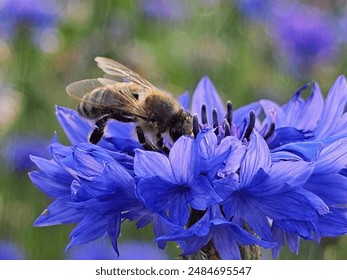 bees on blue flowers, flowers and bees, blue flowers in the garden, bees close-up