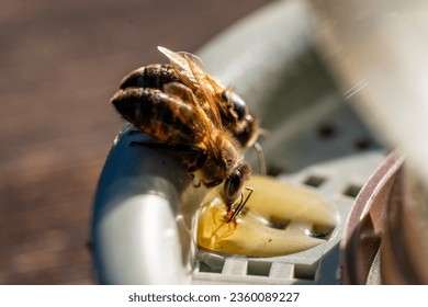 Bees on a drinking bowl with sweet water in an apiary, close up, macro. Feeding of bees during the absence of honey collection. Bees close-up on a jar of water and yellow syrup - Powered by Shutterstock