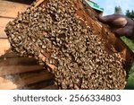 
Bees on a frame with honeycombs. A man holds a frame with bees. Lots of bees. Macro photography of bees. Roy. Hive. Collect honey.