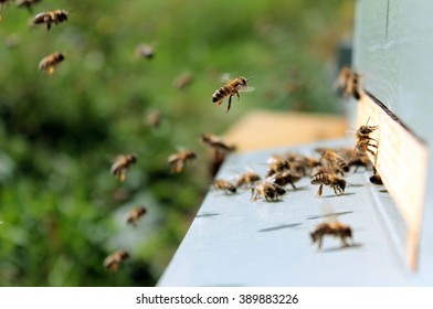 9,782 Real insects Images, Stock Photos & Vectors | Shutterstock