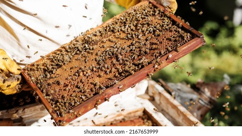 Bees on the honeycomb. Honey cell with bees. Apiculture. Apiary. Wooden beehive and bees. beehive with honey bees, frames of the hive, top view. Soft focus