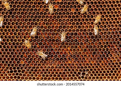 Bees On A Honeycomb With Honey, Top View