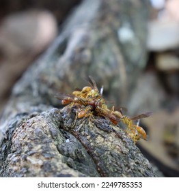 Bees on the tree in group