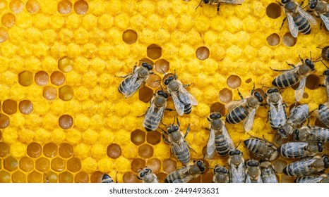 Bees on a wax comb with bee larvae and honey - Powered by Shutterstock