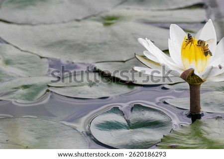 bees on white Lilly surrounded by lillypads in pond