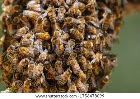 Bees on the wrong track