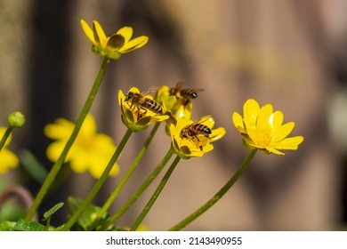 Bees on the yellow spring flowers of the bathing suit(Ranunculaceae). Three bees sit on yellow flowers and collect honey. Summer and spring backgrounds or a postcard. The awakening of nature in spring