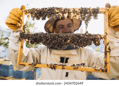 Bees and organic honeycomb with royal jelly. Man beekeeper holding a wooden frame with queen cells, honeycomb with royal milk of bees. Honey Bee Brood care. honey bee colony, beehive, beekeeping - Powered by Shutterstock