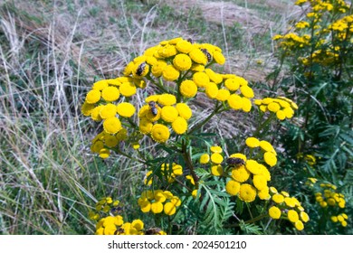 Bees and other insects on the yellow flowers of Tansy (Tanacetum huronense, also known as Lake Huron tansy)