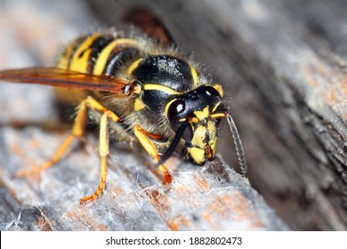 571 Honey collector Images, Stock Photos & Vectors | Shutterstock