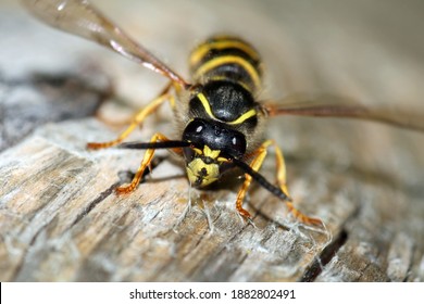 571 Honey collector Images, Stock Photos & Vectors | Shutterstock