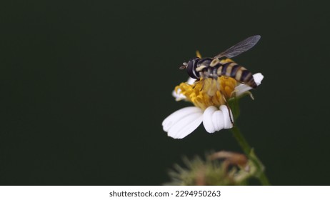 Bees perch on tree branches
