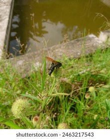 Bees perched on flowers are a common sight illustrating important interactions between insect pollinators and flowering plants.