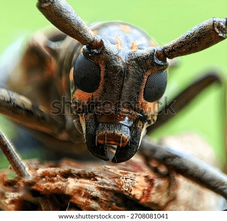 bees in photos using a super macro lens