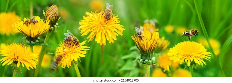 Bees Pollinates A Yellow Dandelion Against A Background Of Green Grass. Blooming Yellow Flower Close-up With A Bee. Summer Nature On The Field. A Bee Makes Honey On A Flower. Nectar Bee. Banner Format