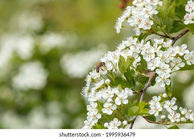 bees pollinating on beautiful white cherry flowers in the park - Shutterstock ID 1995936479