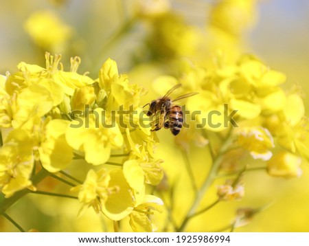 Bees are pollinating rape blossoms.