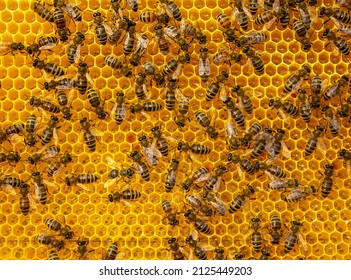 
Bees pour nectar into the honeycomb.
Unparalleled beauty in the bee ult.
The bees bring nectar to the hive and fill the honeycomb with it.

