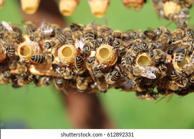 Bees Produce Royal Jelly