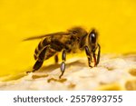 The bees produce wax and cover the honey in the combs with it.
For long-term storage, honey bees are closed in combs.