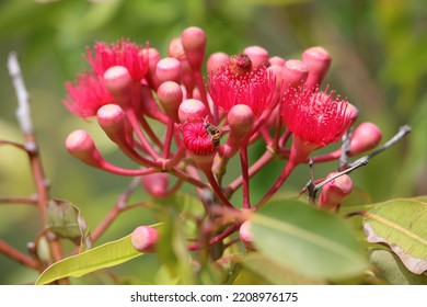 Bees In A Red Flowering Gum Tree