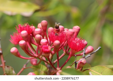 Bees In A Red Flowering Gum Tree