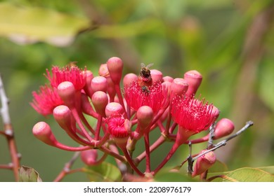 Bees In A Red Flowering Gum Tree