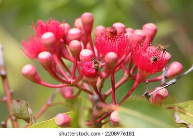 Bees In A Red Flowering Gum Tree