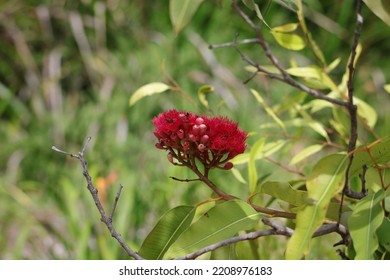 Bees In A Red Flowering Gum Tree