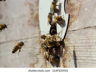 A lot of bees returning to bee hive and entering beehive with collected floral nectar and flower pollen. Swarm of bees collecting nectar from flowers. Healthy organic farm honey.