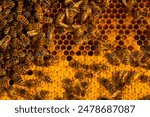 Bees sit on honeycombs with honey in a bee frame in a beehive close-up. Beekeeping, sealing honeycombs with wax and pouring honey, breeding and keeping bees
