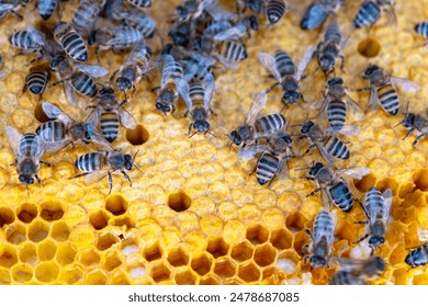 Bees sit on honeycombs with honey in a bee frame in a beehive close-up. Beekeeping, sealing honeycombs with wax and pouring honey, breeding and keeping bees
 - Powered by Shutterstock