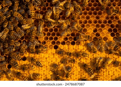 Bees sit on honeycombs with honey in a bee frame in a beehive close-up. Beekeeping, sealing honeycombs with wax and pouring honey, breeding and keeping bees
 - Powered by Shutterstock