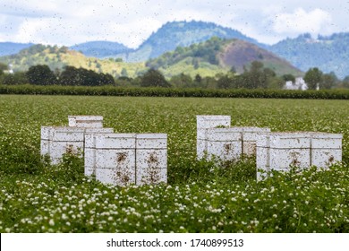 Bees and stacks of white beehives in a clover field near Albany in the Willamette Valley of Oregon. 