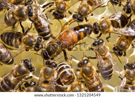 Bees stimulate the young queen bee to lay eggs.