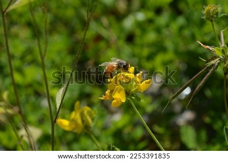 bees sucking flower essence to make honey (Apis cerana)