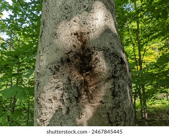 Bees swarm a crevice in a tree trunk where their beehive is. During the day in the forest - Powered by Shutterstock