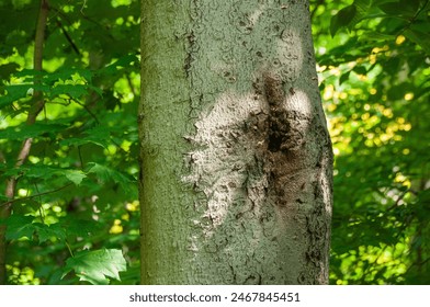 Bees swarm a crevice in a tree trunk where their beehive is. During the day in the forest - Powered by Shutterstock