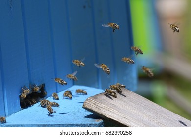 Bees Swarming Around A Bee-entrance