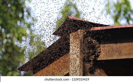 bees swarming bee hive is a job for the local pest control