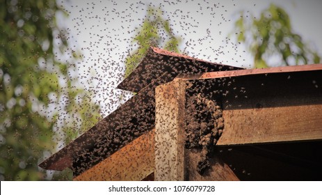 Bees Swarming Hive