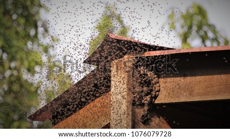 bees swarming hive