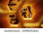 Bees swarming in honeycomb, extreme macro, camera deep in hive between frames with brood. Insects working in beehive, collecting nectar from pollen of flower.