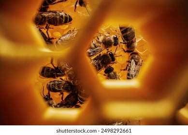 Bees swarming in honeycomb, extreme macro, camera deep in hive between frames with brood. Insects working in beehive, collecting nectar from pollen of flower. - Powered by Shutterstock