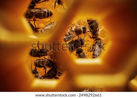 Similar – Image, Stock Photo A beekeeper at work on the hive