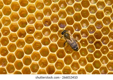 Bees Swarming On A Honeycomb